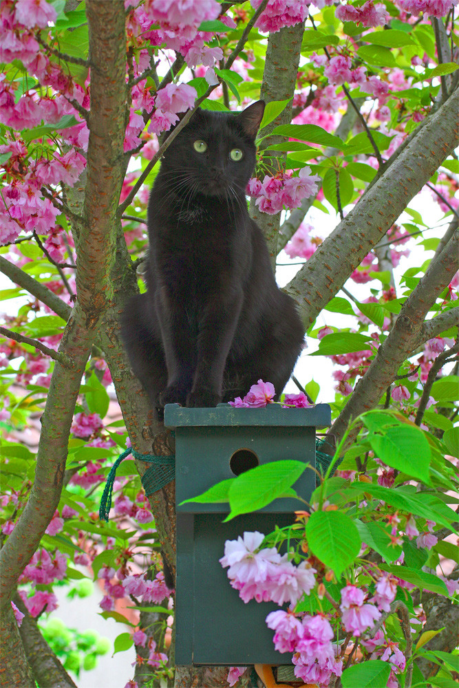 Frimousse la surveillante du dortoir ...