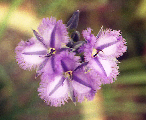 Fringed violets (thysanotys multifloris)