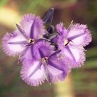 Fringed violets (thysanotys multifloris)