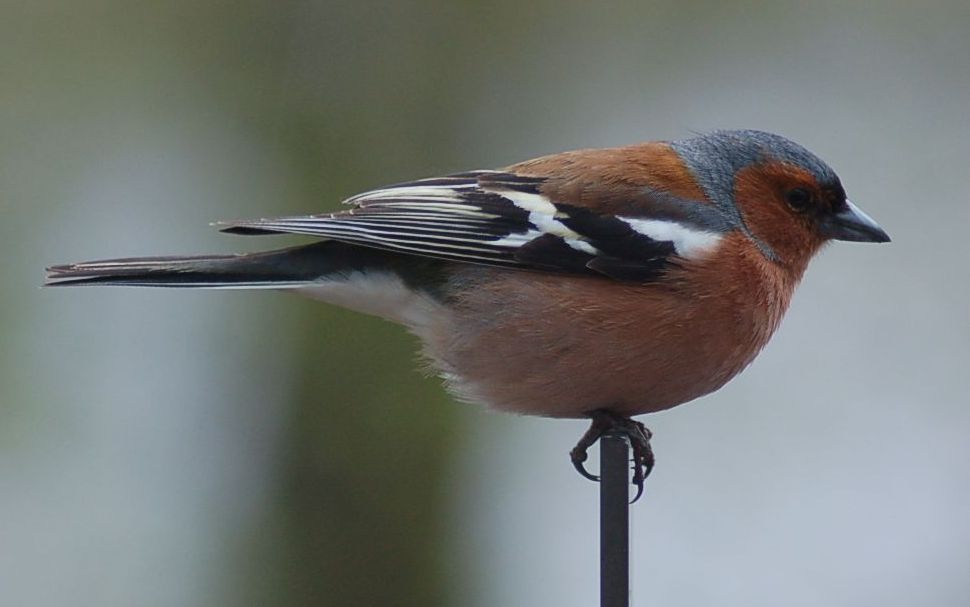 Fringilla coelebs