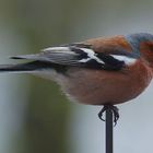 Fringilla coelebs