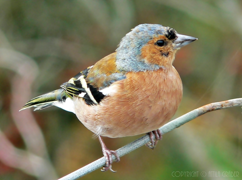 Fringilla coelebs