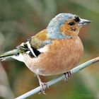 Fringilla coelebs