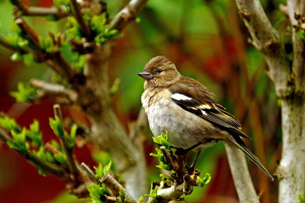 Fringilla coelebs