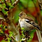 Fringilla coelebs