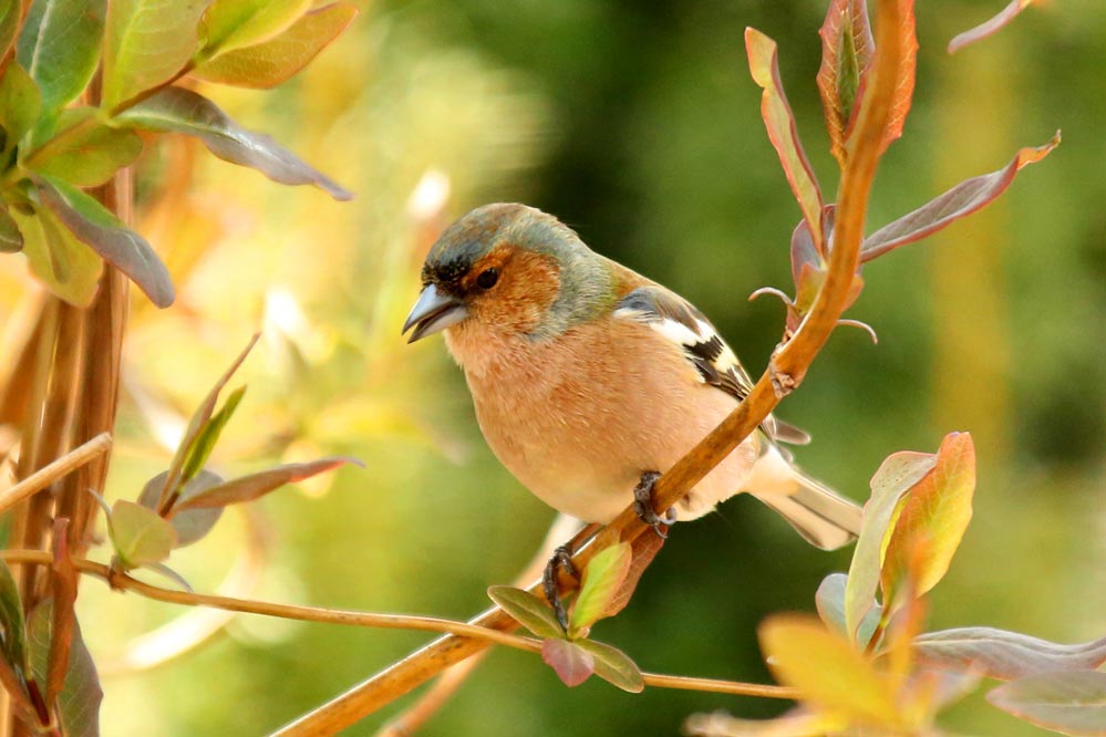 Fringilla coelebs