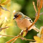 Fringilla coelebs