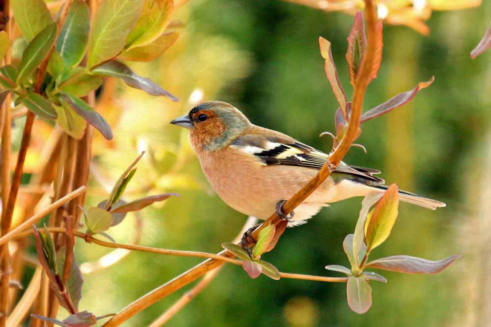 Fringilla coelebs