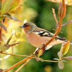 Fringilla coelebs