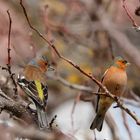 Fringilla coelebs