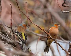 Fringilla coelebs