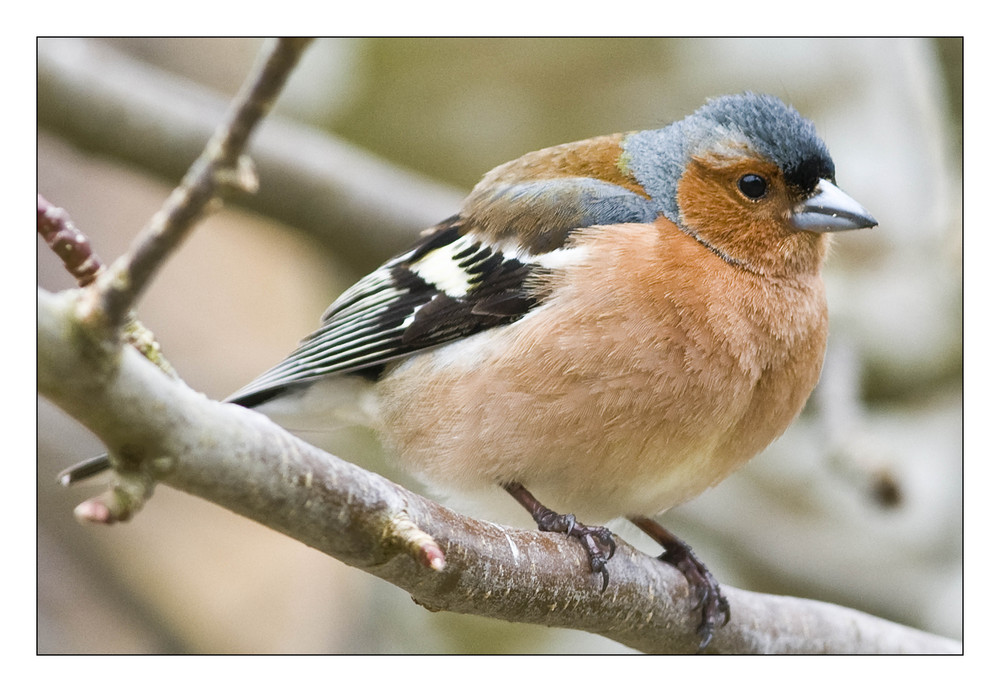 Fringilla coelebs