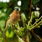 Fringilla coelebs