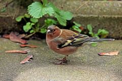 Fringilla coelebs