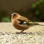 Fringilla coelebs