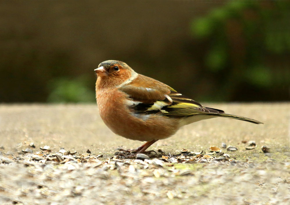 Fringilla coelebs