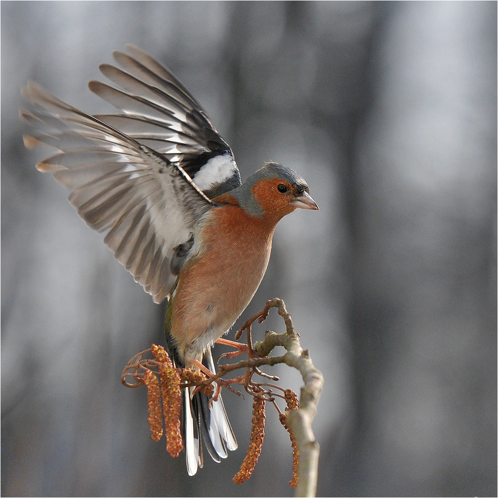 Fringilla coelebs - Buchfink