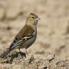 Fringilla coelebs