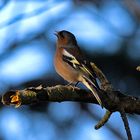 Fringilla coelebs