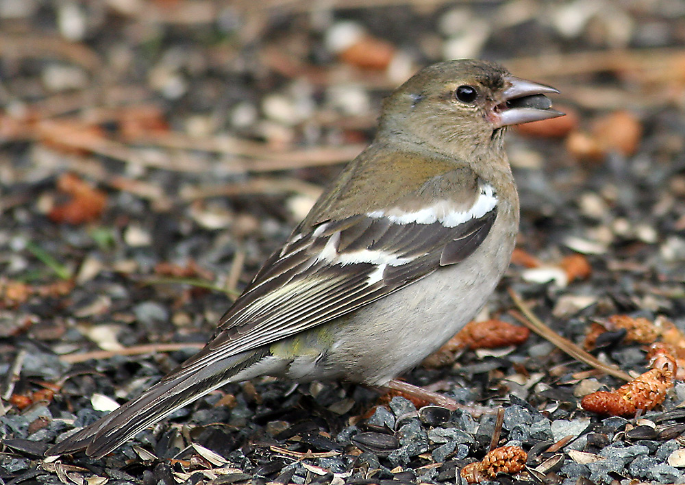 Fringilla coelebs - Frau Buchfink