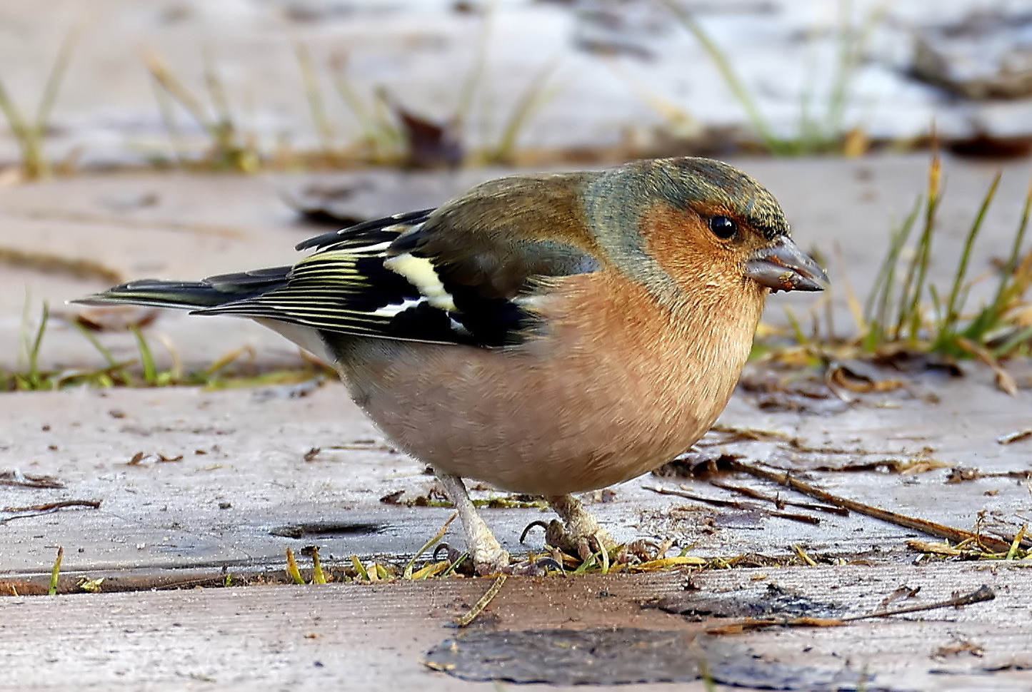 Fringilla coelebs ( M )