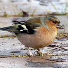 Fringilla coelebs ( M )