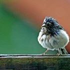 Fringilla coelebs - nach dem großem Regen