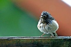 Fringilla coelebs - nach dem großem Regen