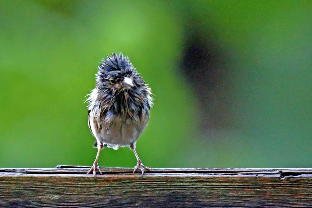 Fringilla coelebs - nach dem großem Regen