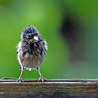 Fringilla coelebs - nach dem großem Regen