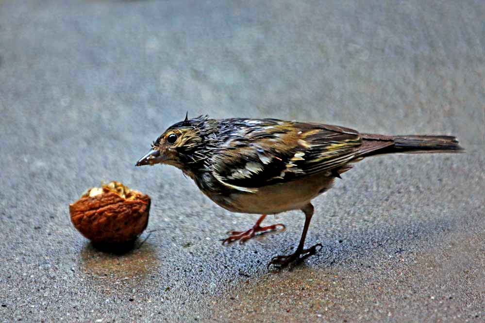 Fringilla coelebs - nach dem großem Regen