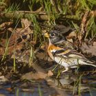 Fringilla m. an der Waldpfütze