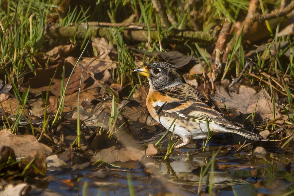 Fringilla m. an der Waldpfütze