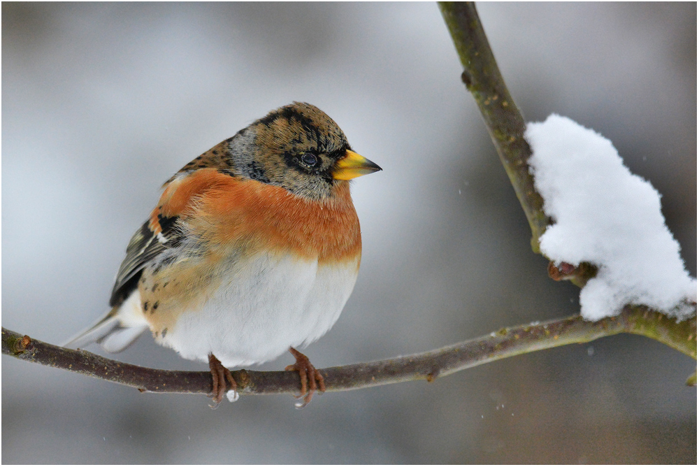 Fringilla montifringilla - Bergfink