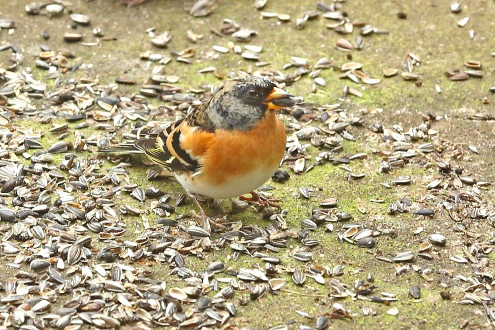 Fringilla montifringilla