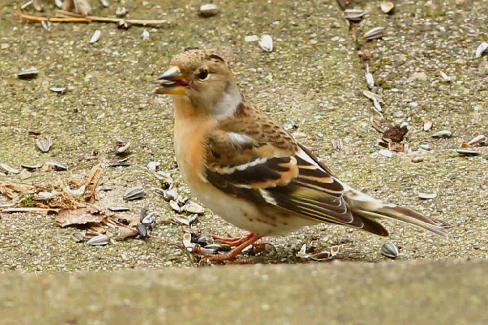 Fringilla montifringilla