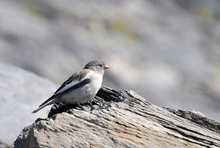 Fringuello alpino (Montifringilla nivalis)