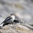 Fringuello alpino (Montifringilla nivalis)