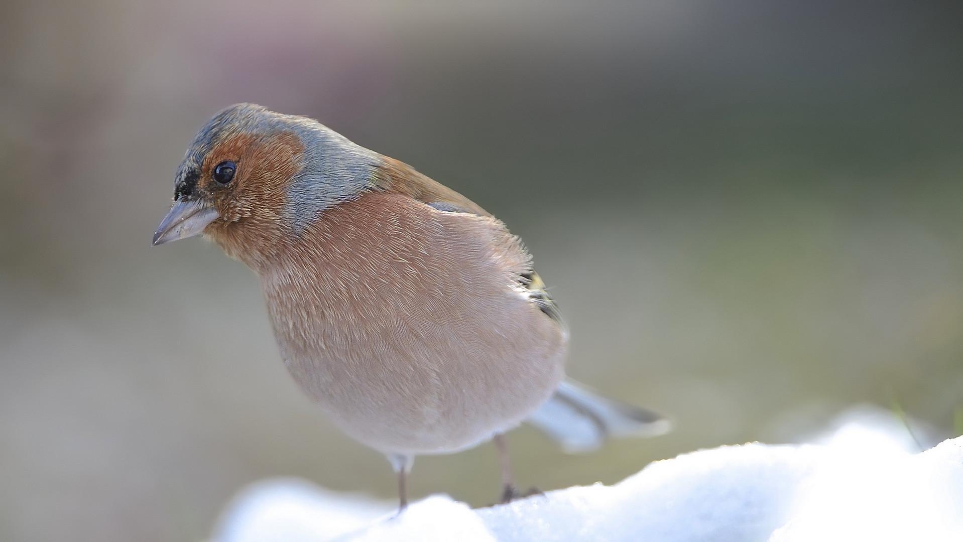 Fringuello - Fringilla coelebs