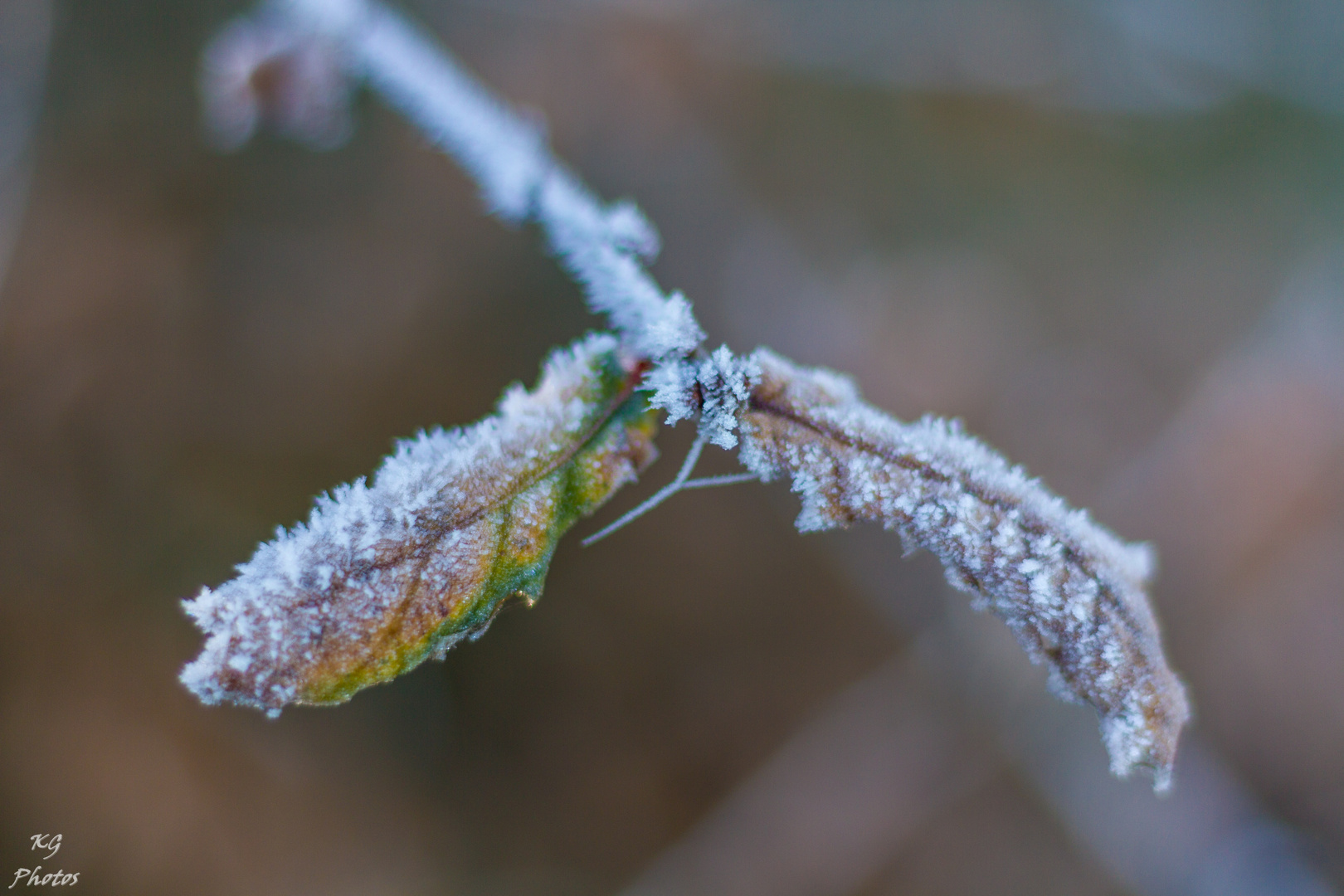 FRIO 