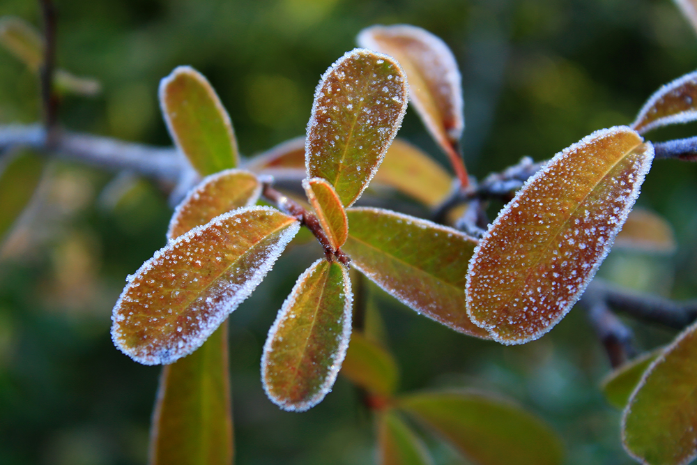 FRIO