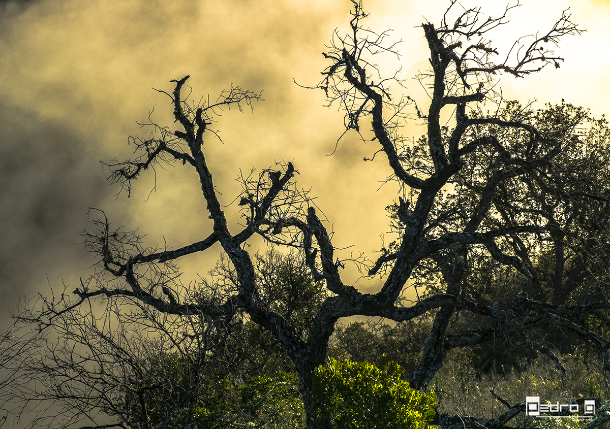 "Frío y niebla"