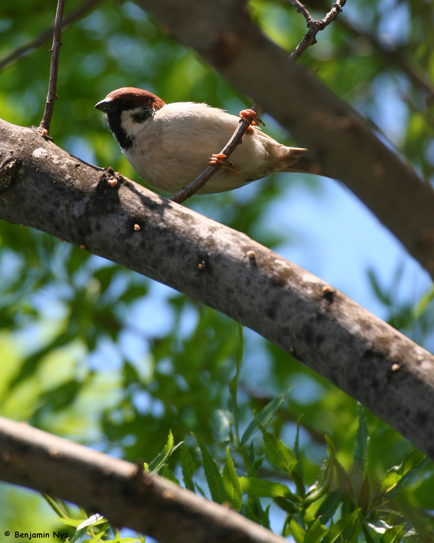 "Friquet" le moineau!!!