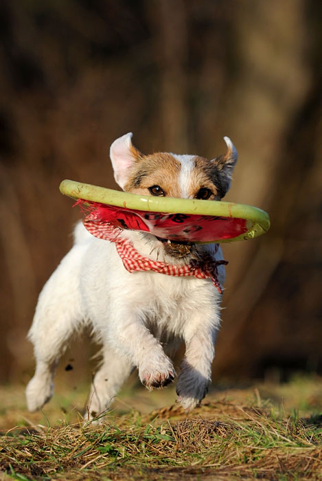 frisbee