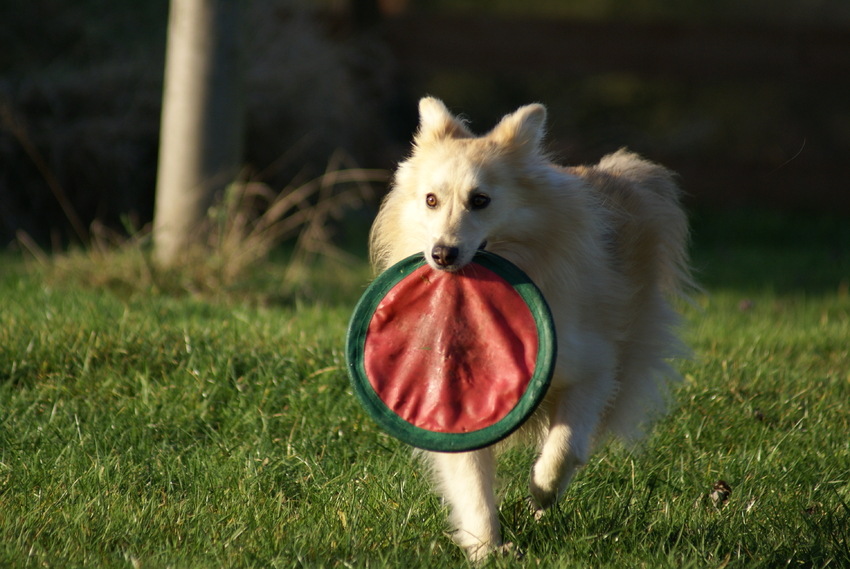 Frisbee