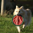 Frisbee