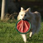 Frisbee