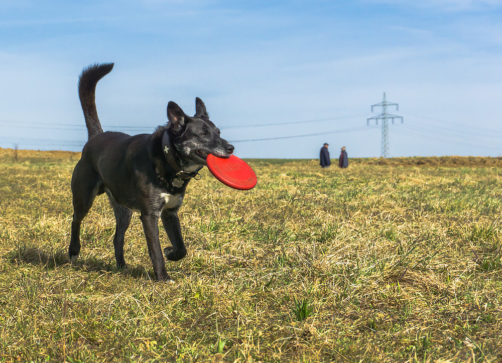 frisbee 2