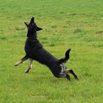 frisbee.