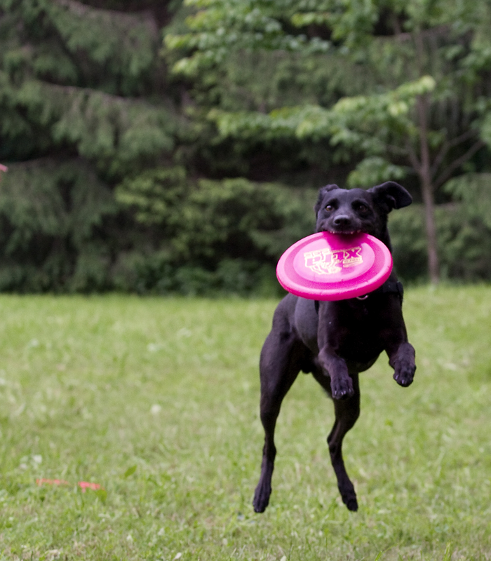 Frisbee 3